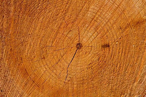 新鮮な木の幹をカットします。 — ストック写真