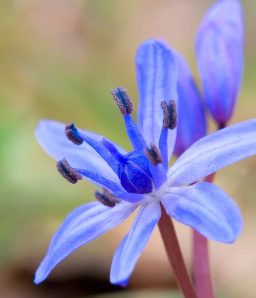 Fin blomma av vilda hyacint — Stockfoto