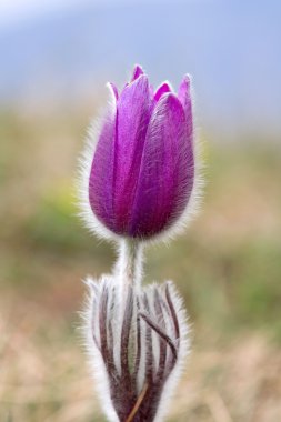 Nice pasque flower clipart