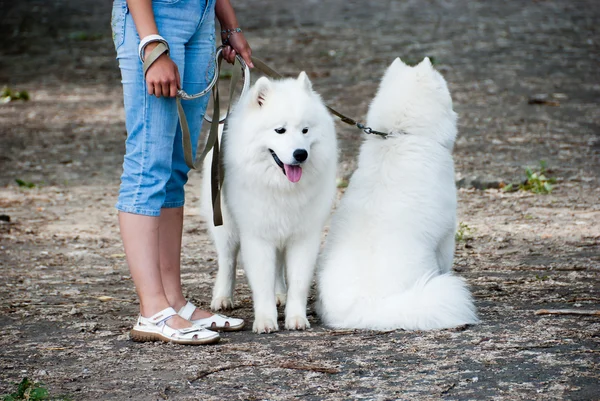 Deux chiens samoyés — Photo
