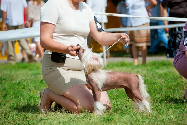 stock image Dog show