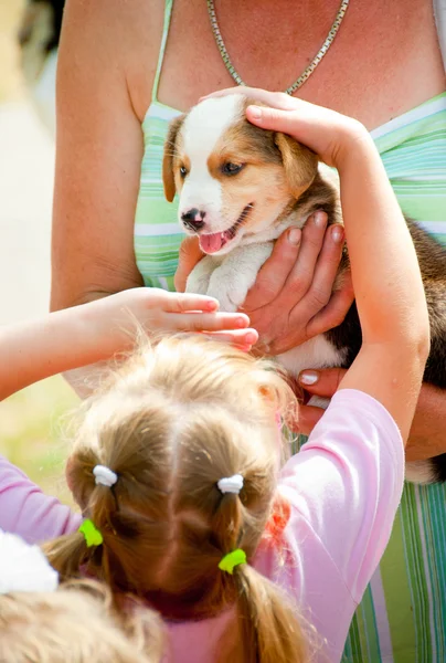 Girl gets a puppy as a gift — Stock Photo, Image