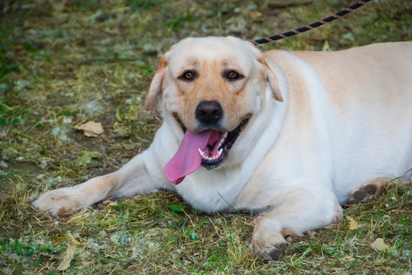 Ευτυχισμένος σκύλος labrador — Φωτογραφία Αρχείου