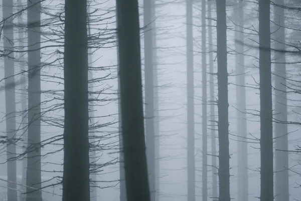 안개 낀 숲 — 스톡 사진