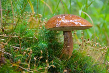 Large ripe Boletus mushroom clipart