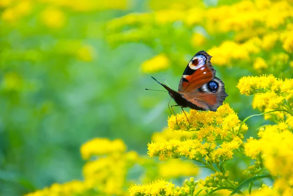 Çok renkli kelebek — Stok fotoğraf