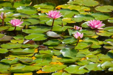 pembe lily çiçek