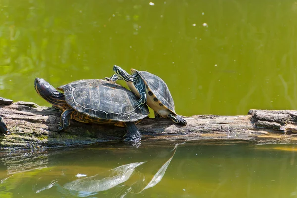 Två Kopulerande Sköldpaddor Ett Träd Vatten — Stockfoto