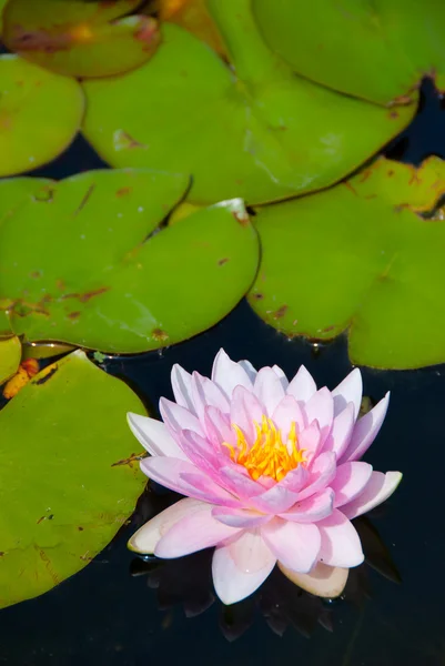 粉色百合花卉盛开在池塘上 — 图库照片