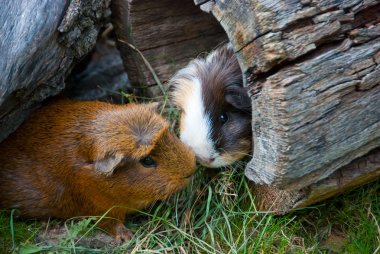 Two guinea pigs met on the nature clipart