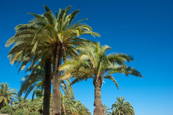 几个棕榈树蓝天 — 图库照片