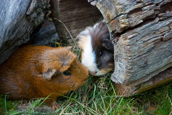 Two Guinea Pigs Met Nature — Stock Photo, Image