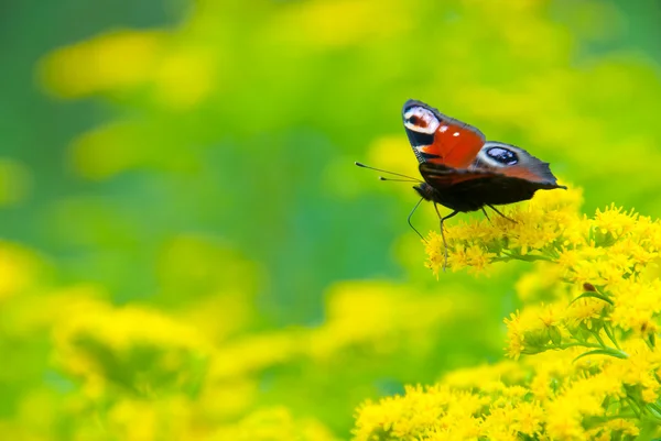 Çok renkli kelebek — Stok fotoğraf