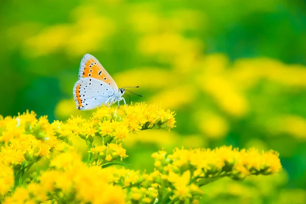 マルチカラー蝶 — ストック写真