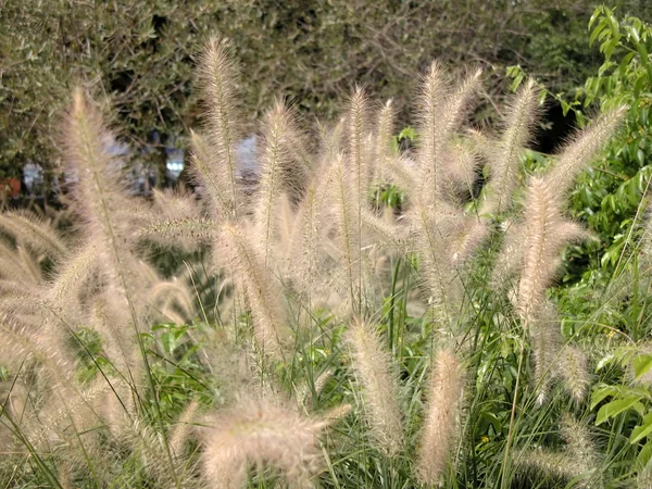 stock image Yellow fluffy grass over green background