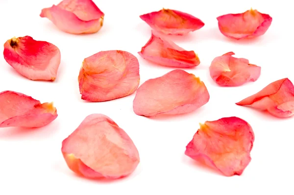 Rood Roze Bloemblaadjes Verspreid Witte Achtergrond — Stockfoto
