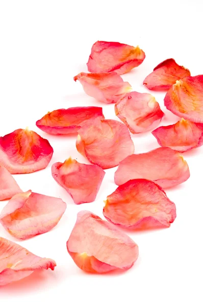 Verstreute Rote Rosenblätter Auf Weißem Hintergrund — Stockfoto