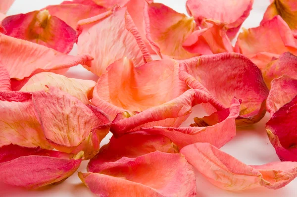 Sparso Petali Rosa Rossa Sfondo Bianco — Foto Stock