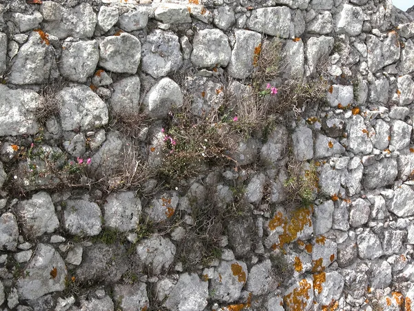 Alten Grauen Steinmauer Textur Mit Moos — Stockfoto