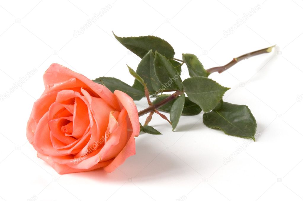 One Rose isolated over white background