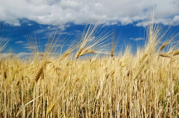 Olgun buğday başakları — Stok fotoğraf