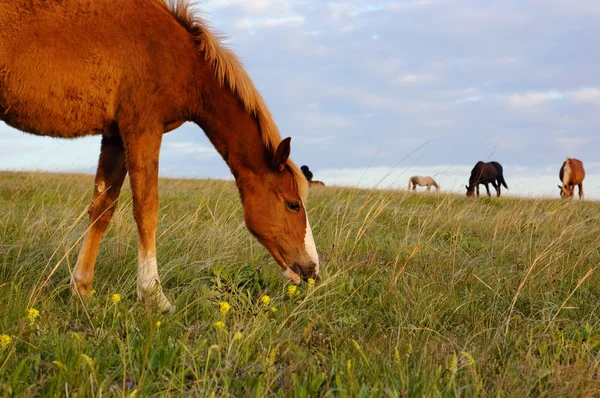 Manada de cavalos pastando no prado — Fotografia de Stock