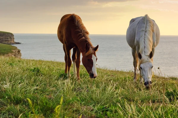 Atlar çayırda otluyor. — Stok fotoğraf