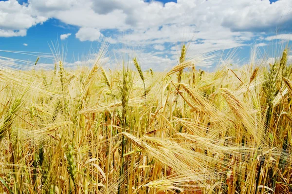 Olgun buğday başakları — Stok fotoğraf