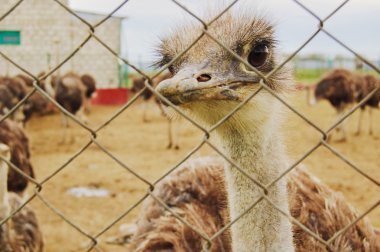 An ostrich looking through the lattice fence at the ostrich farm clipart