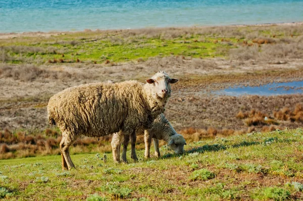 gemi ve kuzu otlatılması