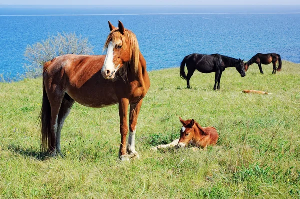 Hästar betesgång på äng nära havet Royaltyfria Stockfoton