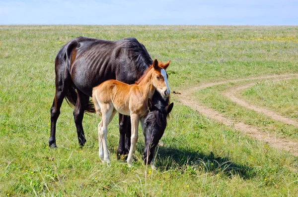 Um cavalo com um potro no prado — Fotografia de Stock
