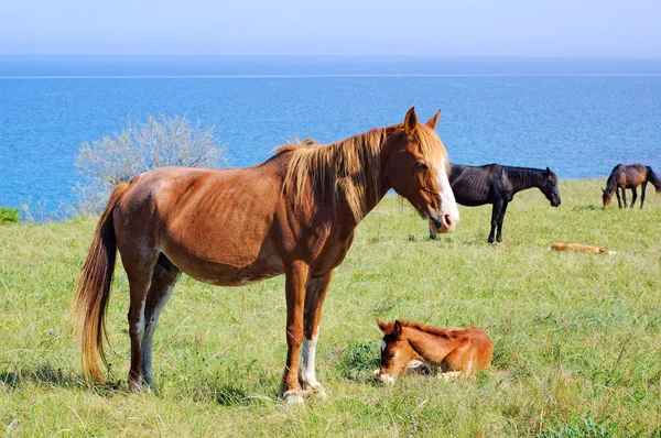 Cavalos pastando no prado perto do mar — Fotografia de Stock