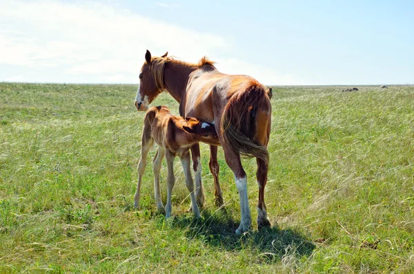 一匹棕色的马喂养小马驹绿油油草地上 — 图库照片