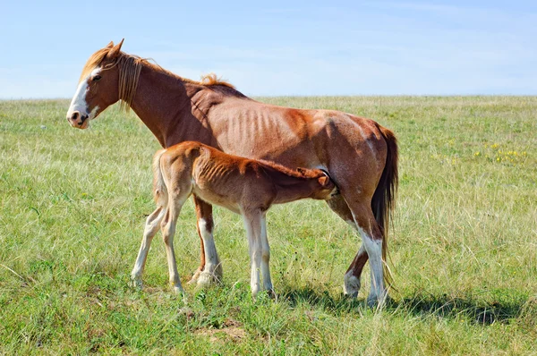 Paard een veulen voeding op de weide — Stockfoto