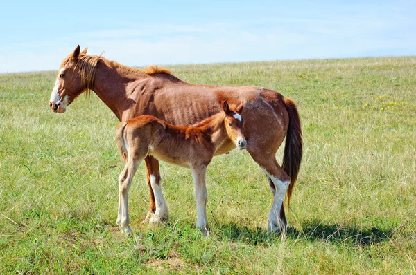 Een Bruin Paard Met Een Veulen Weelderige Groene Weide — Stockfoto
