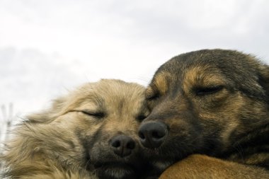 iki sevimli köpekler birbirlerine Isınma