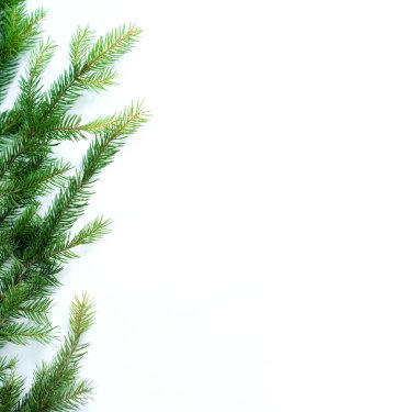 Fir branch isolated on white with copy-space clipart