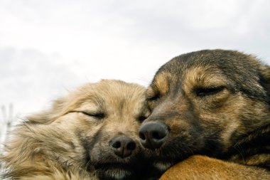 Two dogs warming each other clipart