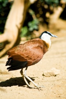Afrika jasana - garip kuş büyük ayaklı
