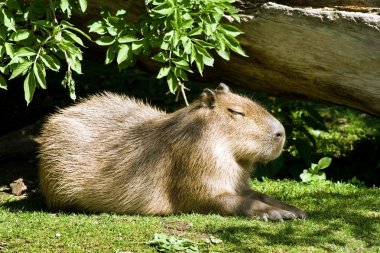 Capybara - the largest living rodent in the world (close-up) clipart