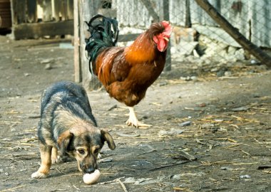 bir yumurta çalmak komik köpek