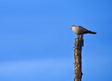 Kırık bir ağacın tepesinde duran gri güvercin.