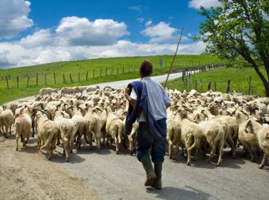 Shepherd with his sheep herd, in a romanian village clipart