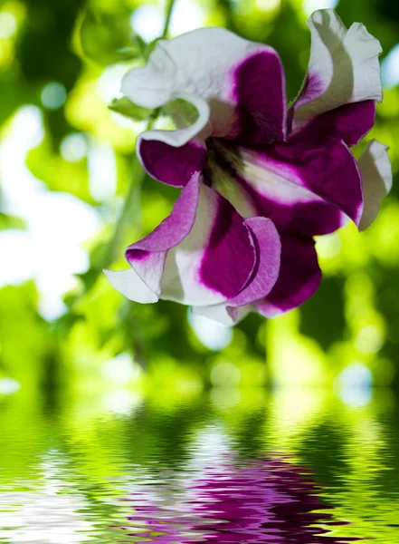 Fialový Květ Který Odráží Vodě — Stock fotografie