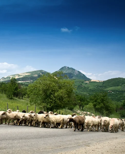 Κοπάδι πρόβατα — Φωτογραφία Αρχείου