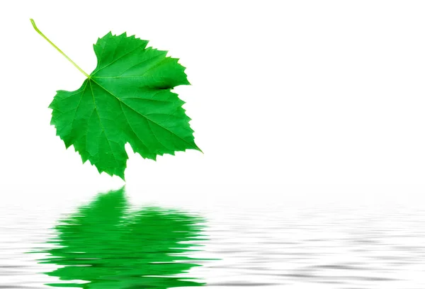Hoja Uva Verde Reflejándose Agua Pura Agradable — Foto de Stock