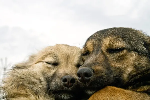 Двоє собак зігрівають один одного — стокове фото
