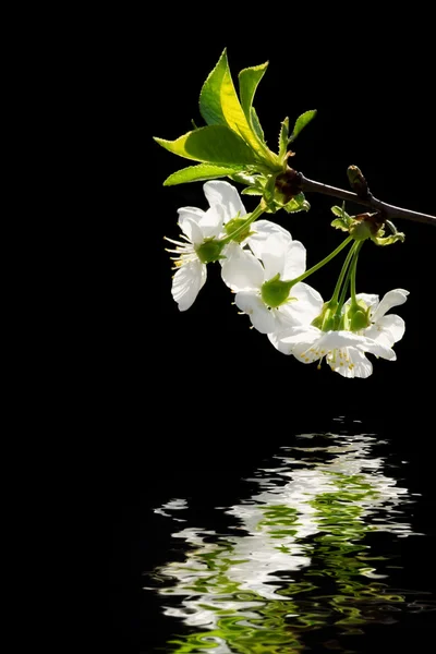 Άσπρα λουλούδια που αντανακλά στο νερό — Φωτογραφία Αρχείου
