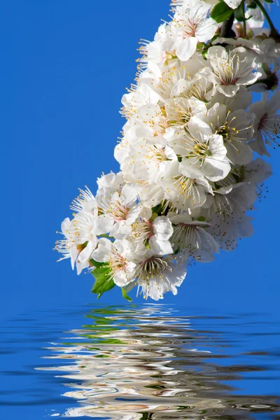 Weiße Blüten, die sich im Wasser spiegeln — Stockfoto